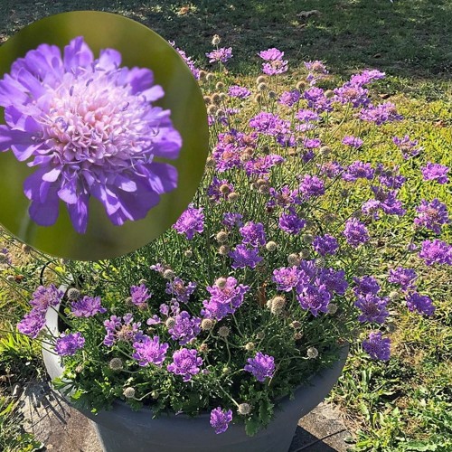 Scabiosa 'Laurie' - Tähtpea 'Laurie' P9/0,55L